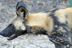 African hunting gog showing the hugely powerful jaws. Size for size it has a stronger bite than a lion