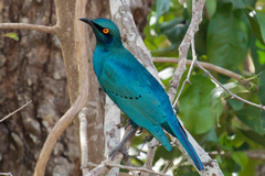 Small flocks of greater blue-eared starlings were often seen and were easy to find as they were quite noisey