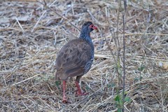 Red-necked spurfowl