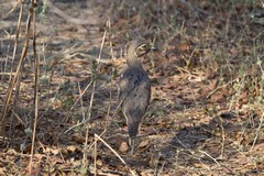 This bright eyed bird has the unusual name of water thick-knee and is a relative of the seagull