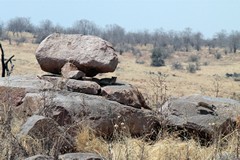 The Park is underlain by granite which produces the poor soils. Hyraxes colonise the outcrops. Spot the agama Lizard!