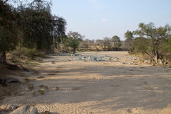 A full pride of lions resting in the sand of the dry river bed in the late afternoon