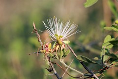 Wild flower