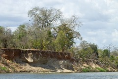 The white-fronted bee-eaters build their nest colonies in sandy cliffs like this