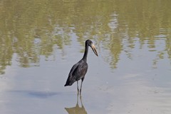 The open-billed stork uses his beak as a tool for opening mussels and extracting their contents