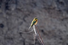 Little bee-eater