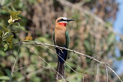 White-fronted bee-eater