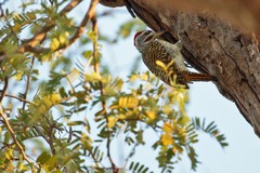 Nubian woodpecker