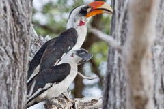 A pair of Von Der Decken's hornbills. The female is below