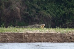 Huge Crocodile