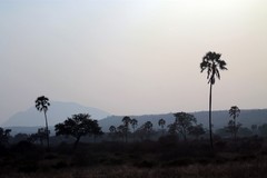 False ivory palms in the late afternoon