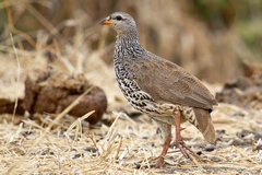 Hildebrandt's francolins have a very noisy and raucous call and are one of the sounds of the Ruaha bush