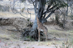 The Maasai giraffe is the only species found in Tanzania. They are regularly hunted by the large prides of lions resident in Ruaha