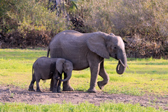 Between 2009 and 2014 elephants suffered massively from poaching in Selous. Now it seems to be largely stopped and the elephant population is recovering