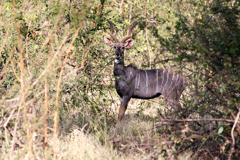 Sometimes you only have seconds to get a shot in before the animal flees. It's best to have a set of parameters programmed in if your camera allows it. If not then check settings while you are walking of riding and be ready