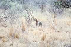 The photo of the cheetah was overexposed by one full stop to help preserve high quality detail. The method ETTR works as long as the whites arent completely blown out