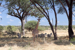 This image was taken at around 10:30 am. The light was bright and shadows pronounced. Despite not being 'photographers light' I felt it was still quite well exposed and as we were positioned with the sun more or less behind us it gave no problems with the lighting on the giraffe and zebras. Having them in the shade of the trees actually made it easier and the whites weren't burned out