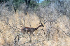 Low contrast subjects are particularly hard to lock focus on, especially if they are camouflaged to blend in with the background