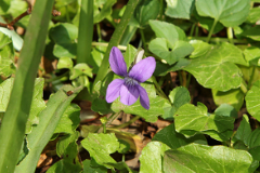 I used a little bit of fill flash to bring out the colours in this woodland violet. With an off camera flash the direction of the light could be varied to give the best effect. In this case it was coming from my right shoulder