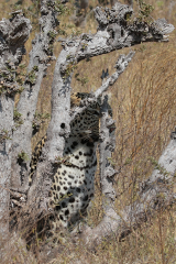 Don't get all hung up if you haven't got the whole of the animal in the picture. Sometimes it can work well, as in this photo, where it cearly illustrates that the leopard is hiding, and also underscores its superb camouflage. The main point to note is that I have captured the eyes and so we retain some sort of connection with the animal