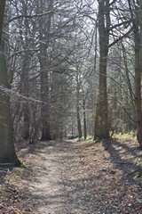 Silvery branches