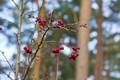 Hawthorn berries