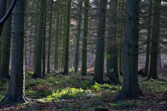 Spotlight on ferns