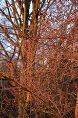 Lovely reddish tones