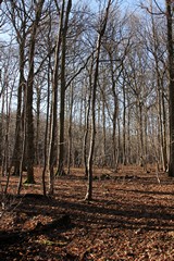 Leaf litter