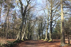 Beech Avenue in February