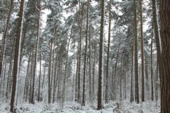 A heavy dusting of snow