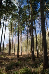 Lovely sky through the pines