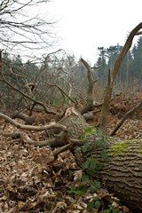 Great texture on the bark of this fallen tree