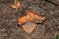 Winter fungi