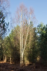 Birch bark lit up by the strong sunshine