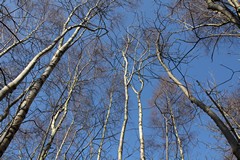 Silver birch