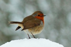 Robin Redbreast